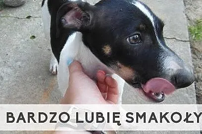 Młody Ori szuka kochającego domu!,  wielkopolskie 