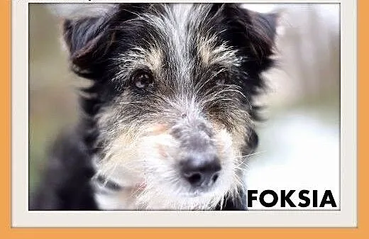 FOKSIA-mała,delikatna,łagodna suczka.ADOPCJA, mał