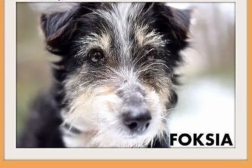 FOKSIA-mała,delikatna,łagodna suczka.ADOPCJA, małopolskie Kraków
