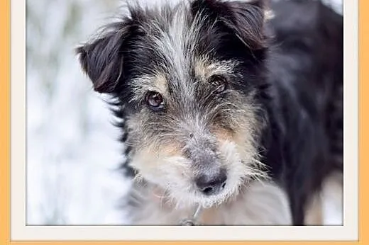 FOKSIA-mała,delikatna,łagodna suczka.ADOPCJA,  mał