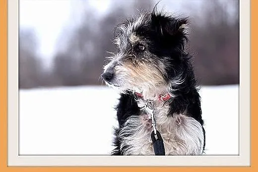 FOKSIA-mała,delikatna,łagodna suczka.ADOPCJA,  mał