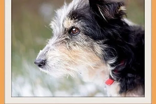 FOKSIA-mała,delikatna,łagodna suczka.ADOPCJA,  mał
