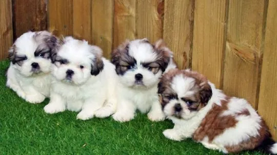 Piękne szczenięta Shih Tzu... napisz do mnie na WhatsApp: +44 7453 907158