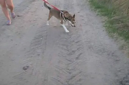 Nuka młoda sunia szuka miłosci!!!,  łódzkie Łódź
