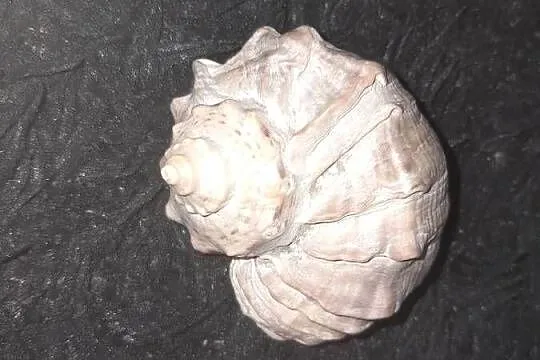 Muszla morska z pieskiem, Małopolskie, Wieliczka