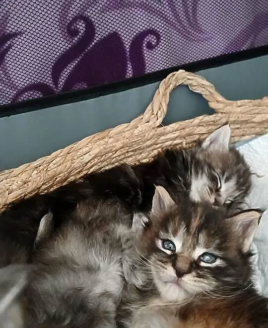 Kotki Maine Coon, Małopolskie, Kraków