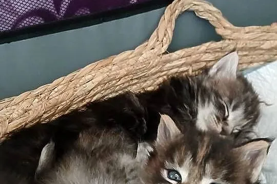 Kotki Maine Coon, Małopolskie, Kraków