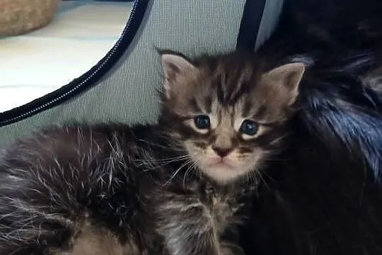 Kotki Maine Coon, Małopolskie, Kraków