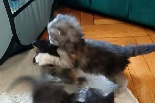 Kotki Maine Coon, Małopolskie, Kraków