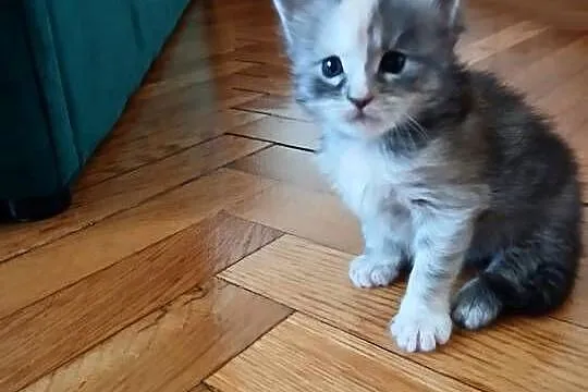 Kotki Maine Coon, Małopolskie, Kraków