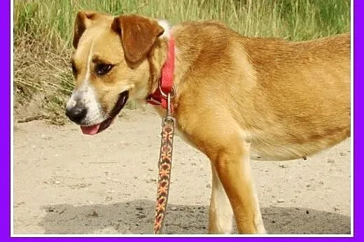 Młoda, towarzyska suczka Ora -adopcja,  mazowiecki