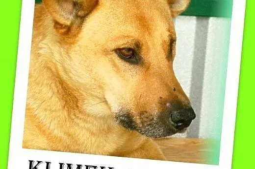 Średni, spokojny,czujny,zdystansowany pies KLIMEK 