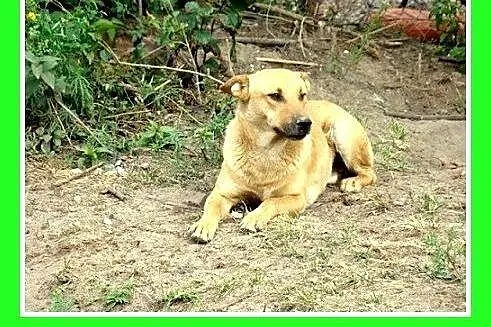 Średni, spokojny,czujny,zdystansowany pies KLIMEK 