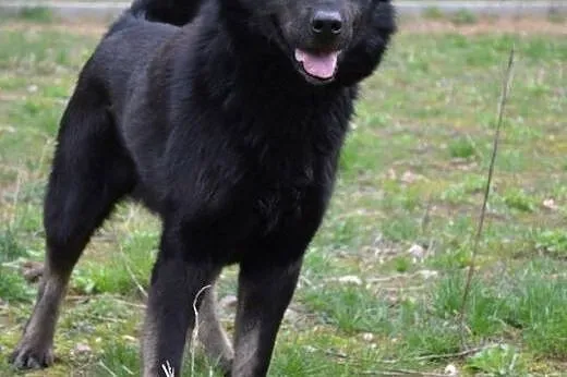 Timon młody mix husky o przenikliwym spojrzeniu do