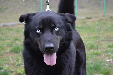 Timon młody mix husky o przenikliwym spojrzeniu do