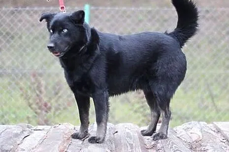 Timon młody mix husky o przenikliwym spojrzeniu do