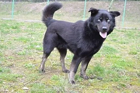 Timon młody mix husky o przenikliwym spojrzeniu do