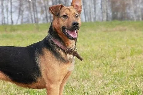 Pipi młoda,aktywna sunia czeka na dom,  Kundelki cała Polska