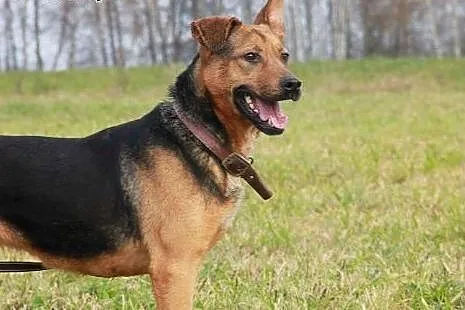 Pipi młoda,aktywna sunia czeka na dom,  Kundelki c