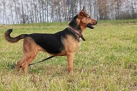 Pipi młoda,aktywna sunia czeka na dom,  Kundelki c