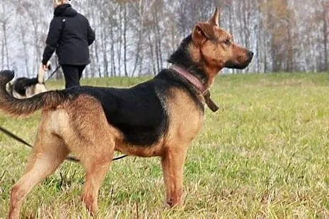 Pipi młoda,aktywna sunia czeka na dom,  Kundelki c