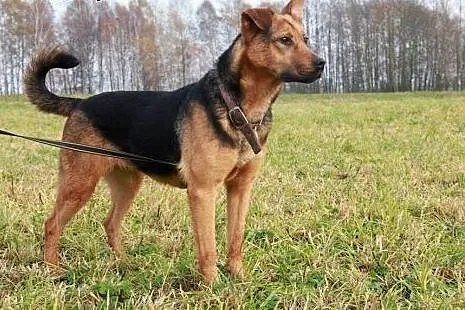 Pipi młoda,aktywna sunia czeka na dom,  Kundelki c