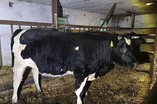 Sprzedam 2jalowki cieplne typ mieszany, Warmińsko-mazurskie, Milejewo