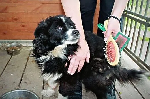 Wasylek szuka domu!,  podkarpackie Przemyśl