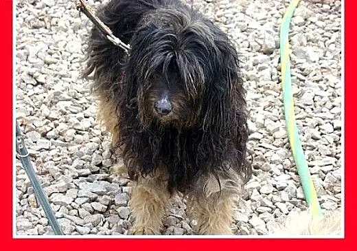 PON mix,przyjazny,łagodny kudłacz CZAPI.Adopcja,
