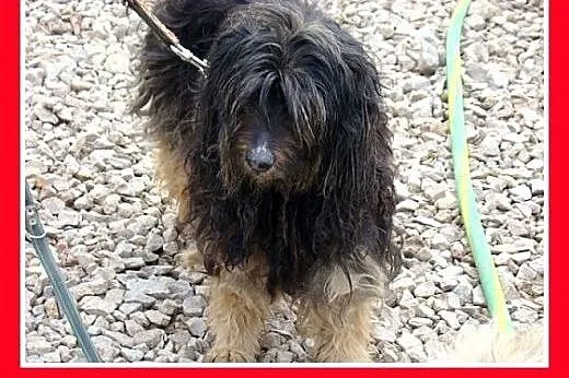 PON mix,przyjazny,łagodny kudłacz CZAPI.Adopcja,  