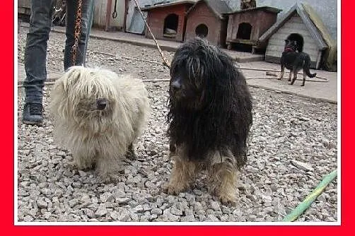 PON mix,przyjazny,łagodny kudłacz CZAPI.Adopcja,  