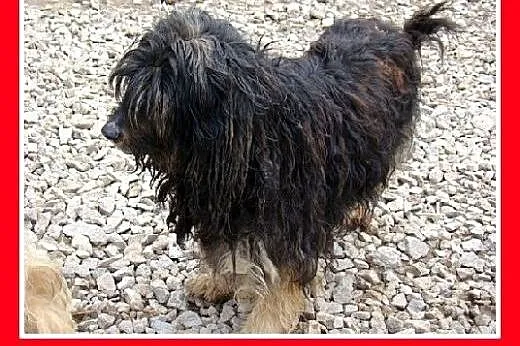 PON mix,przyjazny,łagodny kudłacz CZAPI.Adopcja,  