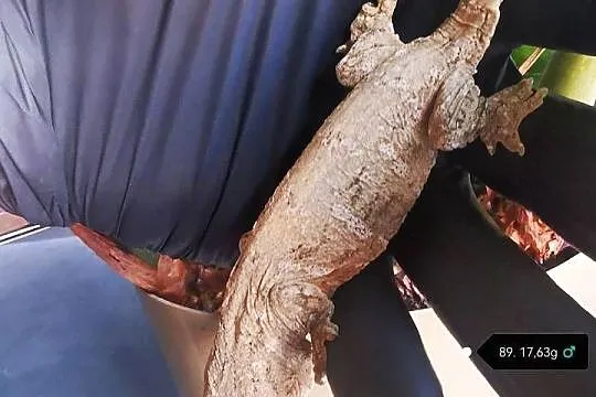 Gekon Olbrzymi Rhacodactylus Lechianus