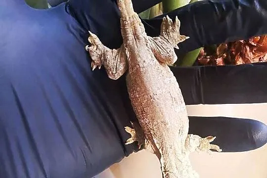 Gekon Olbrzymi Rhacodactylus Lechianus, Małopolskie, Kraków