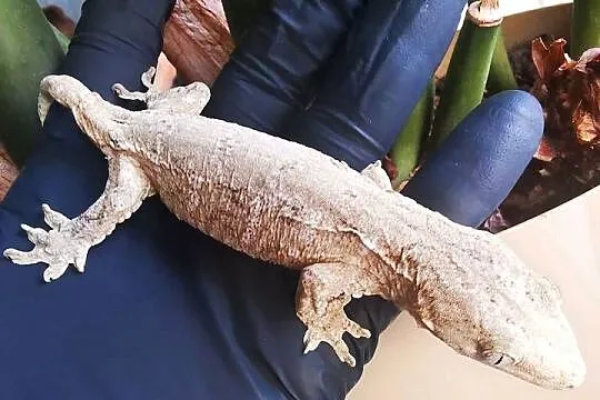 Gekon Olbrzymi Rhacodactylus Lechianus, Małopolskie, Kraków