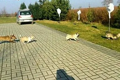 Hotel dla Psów koło Zgorzelca.,  dolnośląskie Zgor