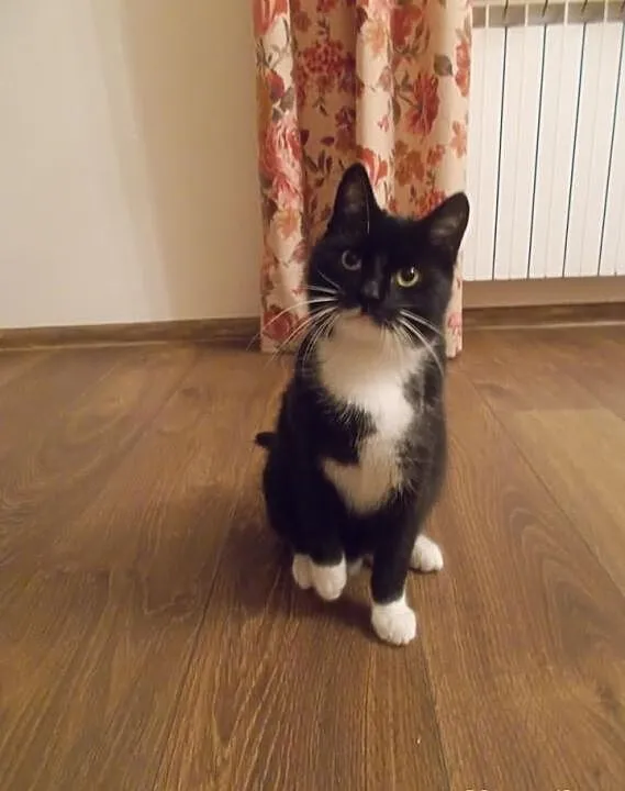 Słodki, miły 7 miesięczny Elegancik szuka domu