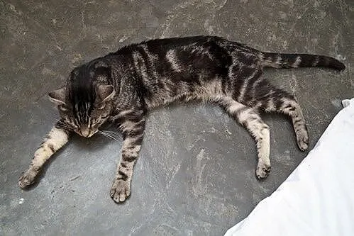 Gilbert to kot idealny_