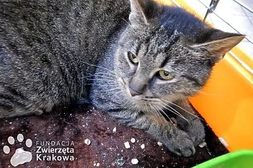 Śliczna, trochę smutna Zyta,  małopolskie Kraków
