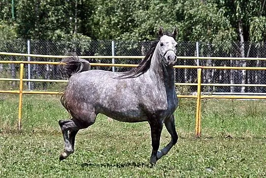 Klacz arabska wysoka