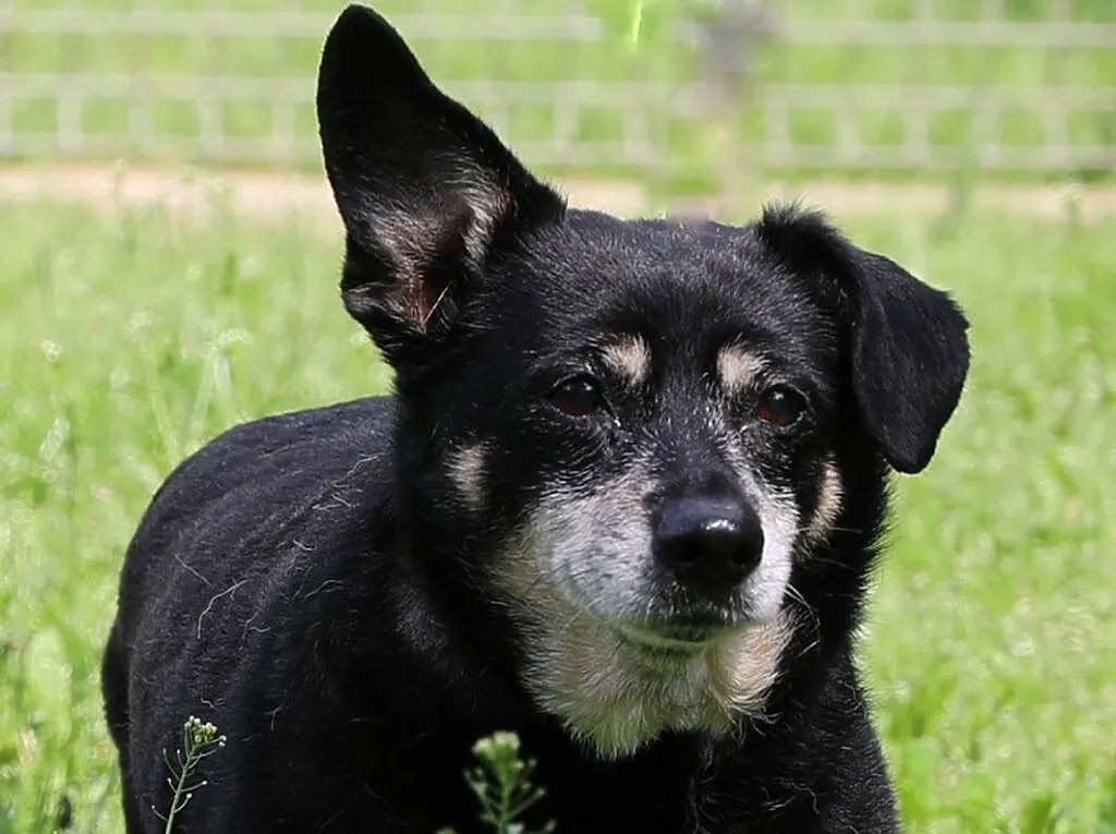 Frida i Dida, Śląskie, Gliwice