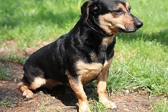 Frida i Dida, Śląskie, Gliwice