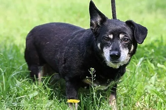 Frida i Dida, Śląskie, Gliwice