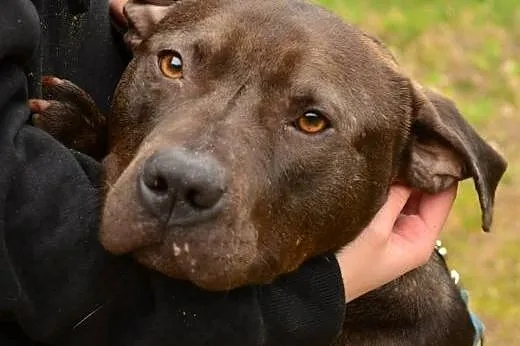 Bodo młody pitbull-zakochany w człowieku psiak do 