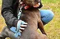 Bodo młody pitbull-zakochany w człowieku psiak do 