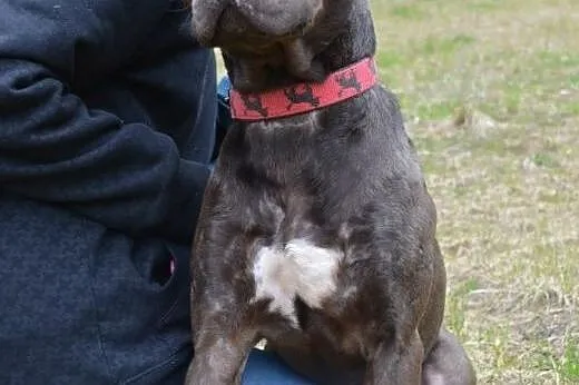 Bodo młody pitbull-zakochany w człowieku psiak do 