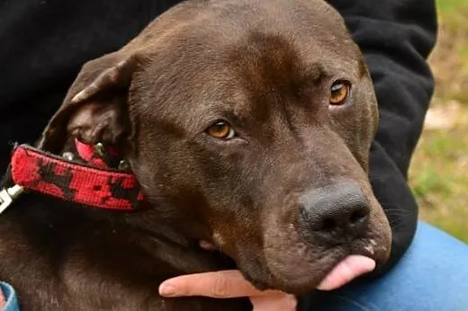 Bodo młody pitbull-zakochany w człowieku psiak do 