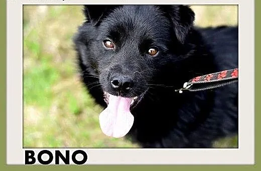 BONO,mały,przyjazny,wesoły piesek szuka domu.ADOPC