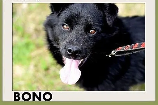 BONO,mały,przyjazny,wesoły piesek szuka domu.ADOPC