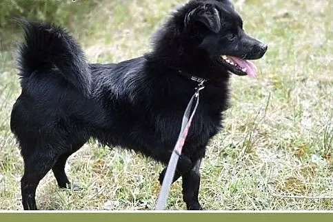 BONO,mały,przyjazny,wesoły piesek szuka domu.ADOPC